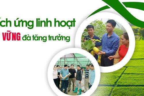 Thích ứng linh hoạt giữ vững đà tăng trưởng