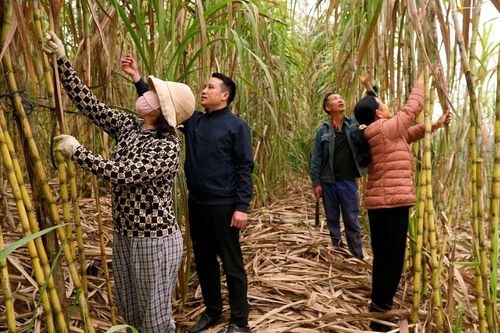 Đất mía ngọt ngào
