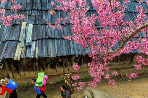 Bản Phà Nọi Nghệ An: Mùa hoa anh đào rực hồng giữa miền biên viễn