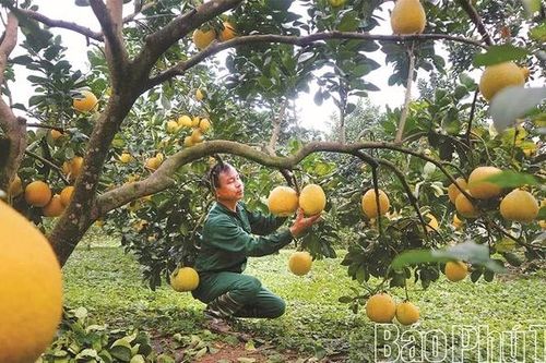 Lộc Xuân từ đồng đất