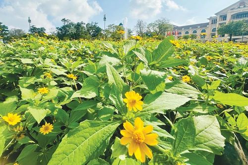 Như bông cúc mặt trời bé nhỏ