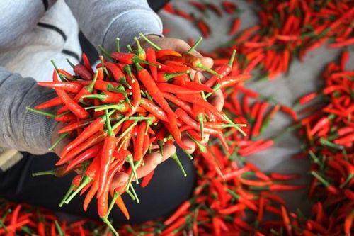 Xuất khẩu ớt Việt Nam mang về hơn 2.600 tỷ đồng sau 11 tháng