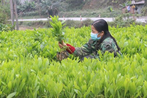 Trồng mới 586,61 ha rừng tập trung