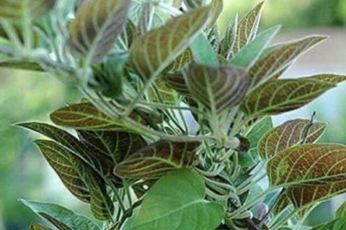 3 loại rau ít ngậm thuốc trừ sâu, mọc dại ở bờ rào nhưng là 'tiên dược' cho sức khỏe, tiếc là người Việt chê nên ít dùng