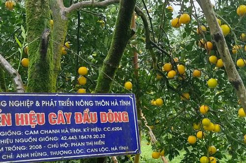 Hà Tĩnh: độc đáo vườn cam đầu dòng cổ thụ cho thu nhập hàng tỷ đồng
