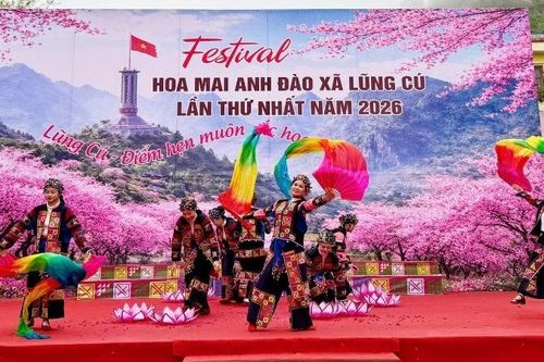 Khai mạc Festival Hoa mai anh đào xã Lũng Cú năm 2026