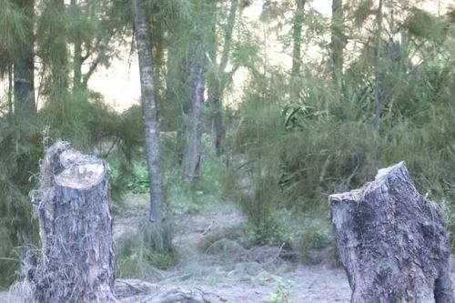 Quảng Trị: Nhiều cây phi lao hàng chục năm tuổi chắn gió bão ven biển bị chặt phá trái phép