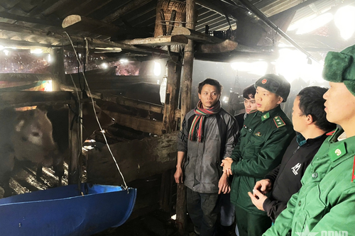 Sơn Vĩ (Tuyên Quang): Bộ đội giúp đồng bào chống rét cho gia súc
