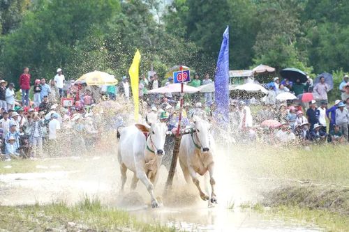 'Ông hoàng' đua bò vùng Bảy Núi