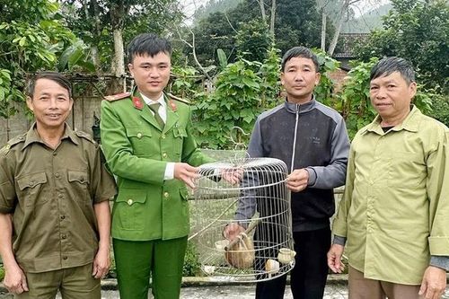 Vườn Quốc gia Vũ Quang tiếp nhận cá thể cu li quý hiếm