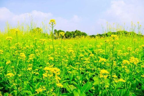 Mùa hoa cải cuối năm