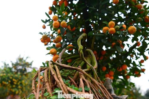Ngắm vườn quất mộc căn thế 'độc' tại làng ven sông Hà Nội