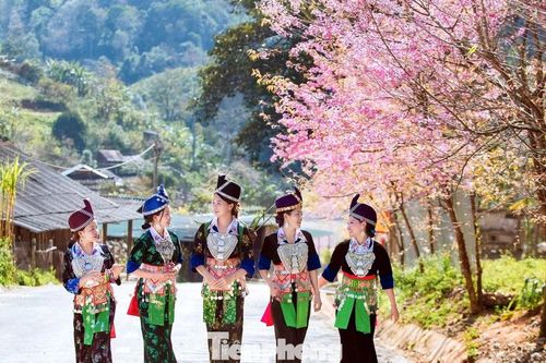 Đẹp nao lòng những bông hoa anh đào ở miền biên viễn xứ Nghệ