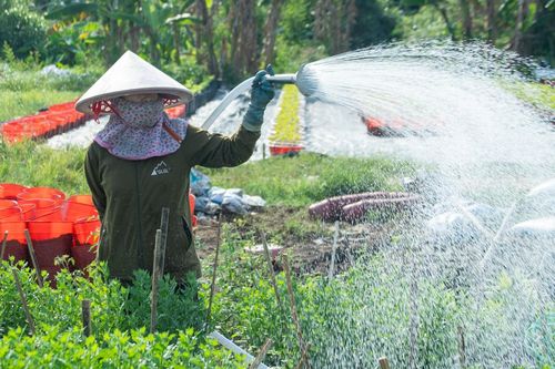 Vựa hoa lớn nhất TPHCM vào vụ Tết: Không ít nông dân có lúc bị mất nước, say nắng