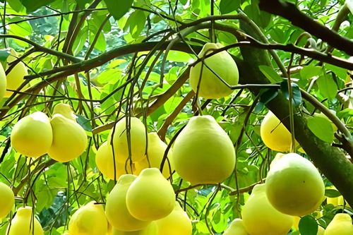 Cây bưởi trong phong thủy: Vì sao được coi là 'kho lộc' của nhiều gia đình?