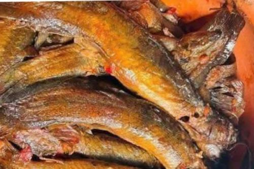 Loại cá từng bị 'ghẻ lạnh', chê bẩn nay thành đặc sản 'sâm nước'