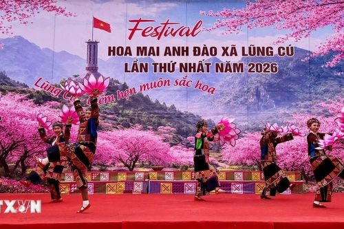 Tuyên Quang khai mạc Festival hoa mai anh đào lần thứ nhất năm 2026