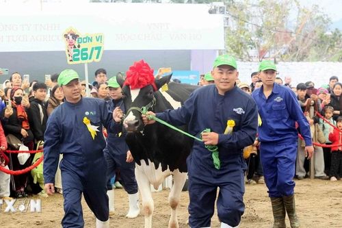 Sơn La: Tưng bừng hội thi 'Hoa hậu bò sữa Mộc Châu năm 2026'