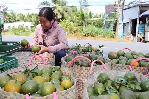 Cam sành Vĩnh Long 'lao đao'