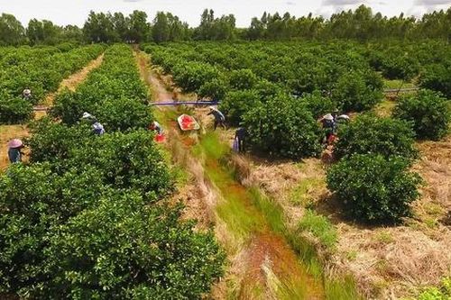 Kiên nhẫn với 'đất khó' để trái chanh Việt đi xa hơn