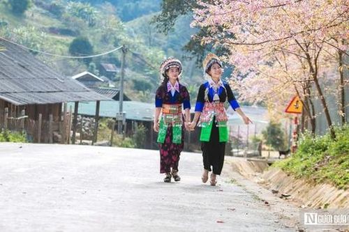 Mê mẩn sắc hoa anh đào bung nở rực rỡ ở Nghệ An