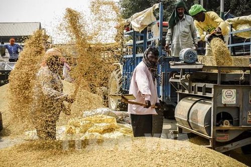 Giá gạo châu Á tăng, ngũ cốc Mỹ và cà phê diễn biến trái chiều