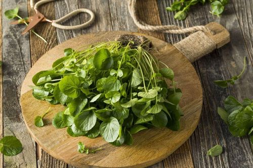 Loại rau chỉ khoảng 10 nghìn đồng/bó ở Việt Nam được Mỹ đánh giá tốt nhất thế giới