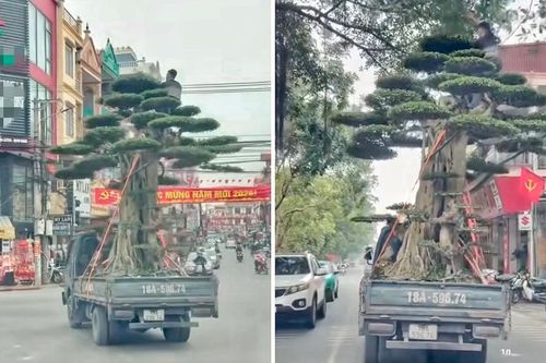 Ninh Bình: Xác minh clip người đàn ông ngồi chênh vênh trên ngọn cây cảnh khi xe tải lưu thông