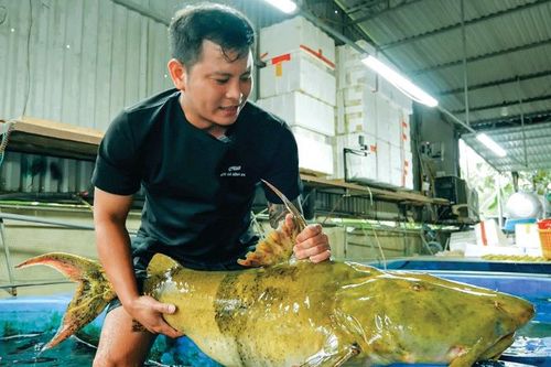 Cá trứ danh miền nước dữ sông Đà