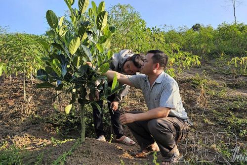 'Sức bật' từ các chương trình mục tiêu quốc gia