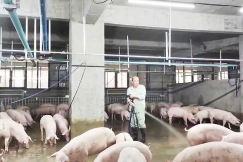 Bài học từ mô hình 'chung cư nuôi lợn' ở Trung Quốc