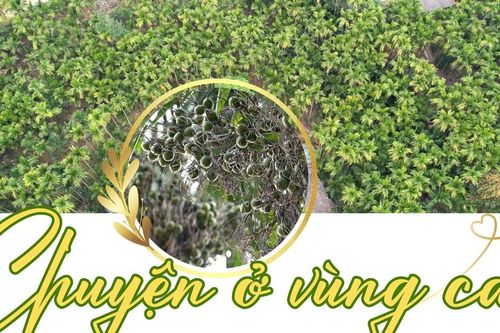 Chuyện ở vùng cau