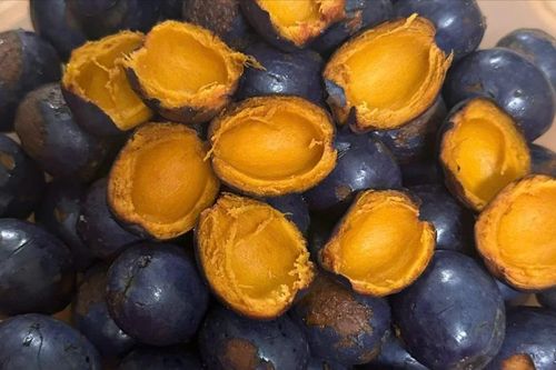 Nhớ mùa cọ ỏm