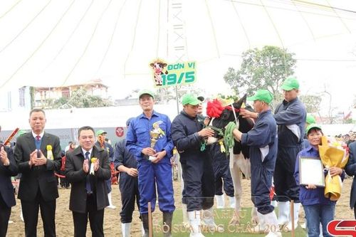 Hội thi Hoa hậu bò sữa Mộc Châu năm 2026
