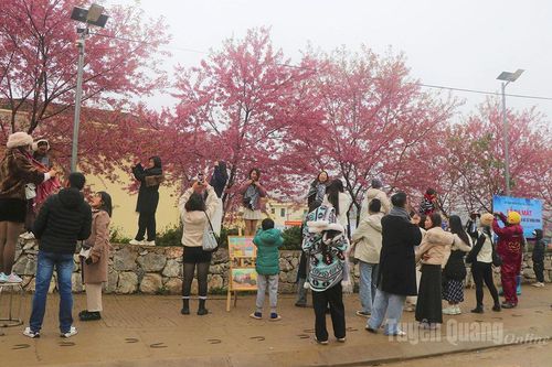 Festival hoa Mai anh đào xã Lũng Cú lần thứ I