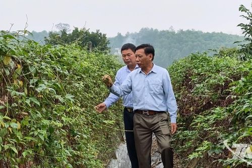 Sâm nam núi Dành bén rễ trên đất Tân Thành