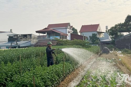 Chuyển đổi gần 1.000ha đất lúa kém hiệu quả sang trồng cây hằng năm
