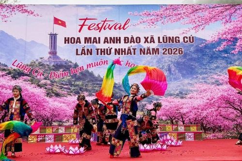 Lũng Cú khai mạc Festival hoa mai anh đào lần thứ nhất