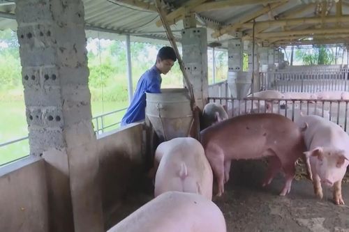 Nâng cao liên kết chuỗi giá trị trong nông nghiệp