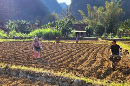 Gieo trồng hơn 4.500 cây trồng vụ đông xuân
