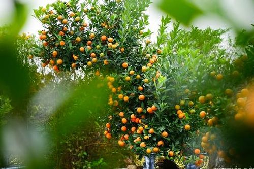 Độc lạ quất mộc căn tạo dáng ngựa