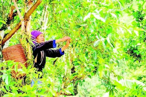 Như cây chè trầm mặc ở non cao
