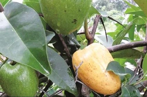 Trái dại quê nhà