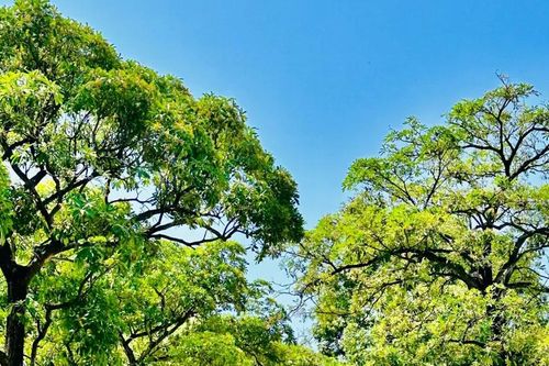 Mùa hoa sữa về, nồng nàn con phố