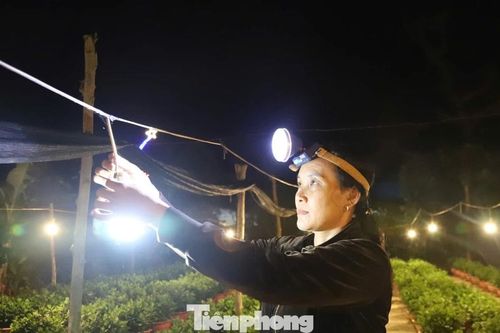 Người dân thắp đèn xuyên đêm 'thúc' hoa Tết