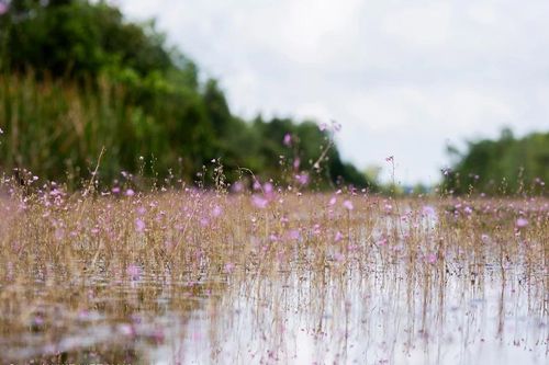 Loài hoa độc đáo bất ngờ nở rộ sau bảy năm vắng bóng