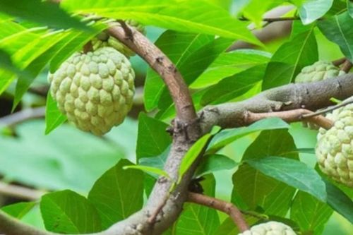 Cây na trước nhà: Dễ trồng, sai quả, hút tài lộc
