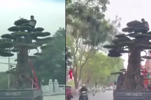 Cảnh sát xác định danh tính tài xế chở người và cây 'khủng' ở Ninh Bình