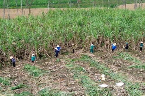 Công ty cổ phần Mía đường Sông Con: Nỗ lực cho vụ mía bội thu