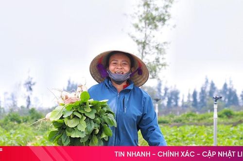 Mướt xanh trên những cánh đồng vụ đông